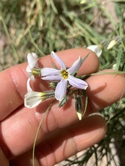 Phlox tenuifolia