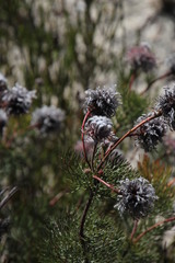 Serruria pedunculata