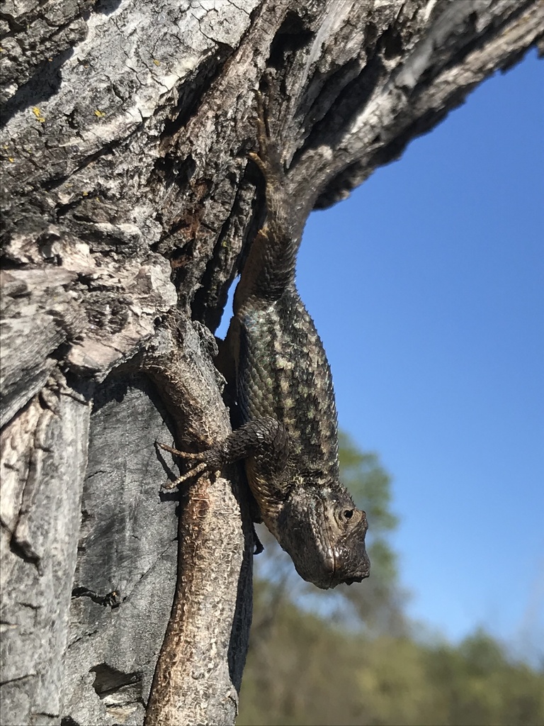 Western Fence Lizard from Sugarloaf Open Space, Walnut Creek, CA, US on ...