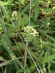 Persicaria subsessilis