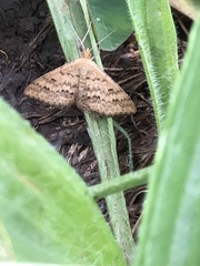 Persicaria subsessilis