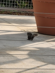 Sciurus carolinensis