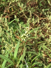 Persicaria subsessilis