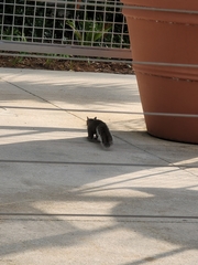 Sciurus carolinensis