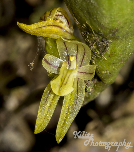 Pleurothallopsis striata