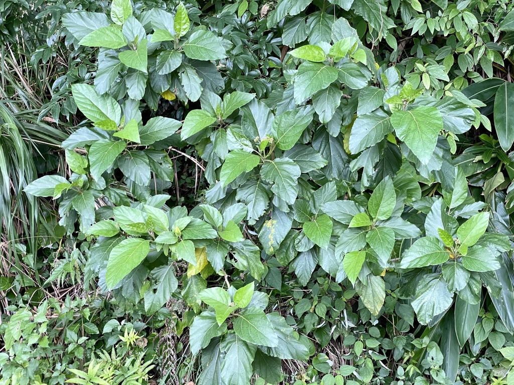 Cordia aspera