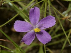 Byblis liniflora