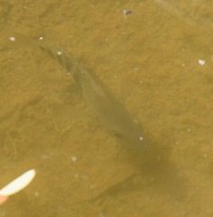 Herichthys carpintis