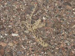 Halogeton glomeratus