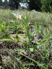 Solanum jamesii
