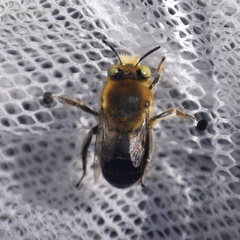 Anthophora crotchii