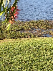 Aves