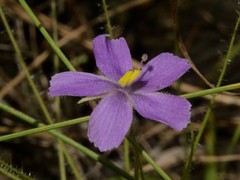 Byblis liniflora