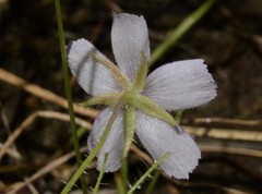 Byblis liniflora