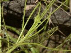 Byblis liniflora