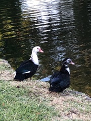 Aves