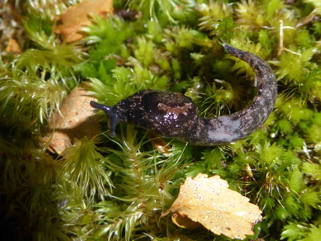 Otoconchinae
