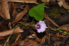 Ipomoea grandifolia