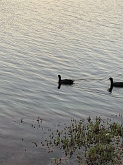 Aves