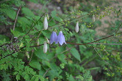Adenophora potaninii
