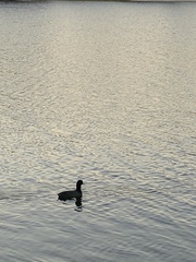 Aves