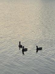 Aves