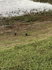 Aves