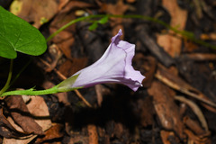 Ipomoea grandifolia