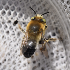 Anthophora crotchii