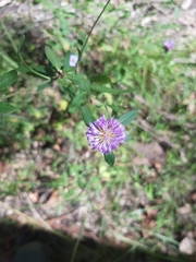 Centratherum riparium