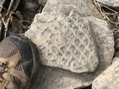 Lepidodendron