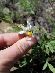 Solanum jamesii