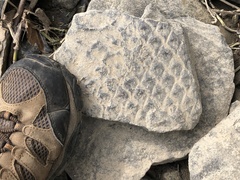 Lepidodendron