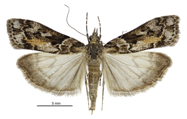 Sod webworm