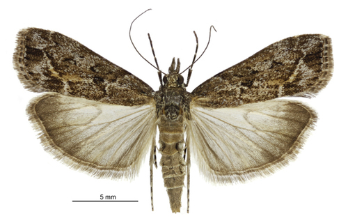 Sod webworm photo 3