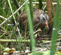Ecuadorian Rail photo 2