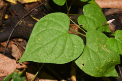 Ipomoea grandifolia