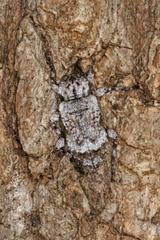 Leptostylus asperatus