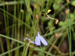 Utricularia leptoplectra