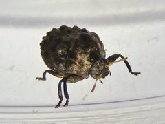 Diplacaspis prosternalis