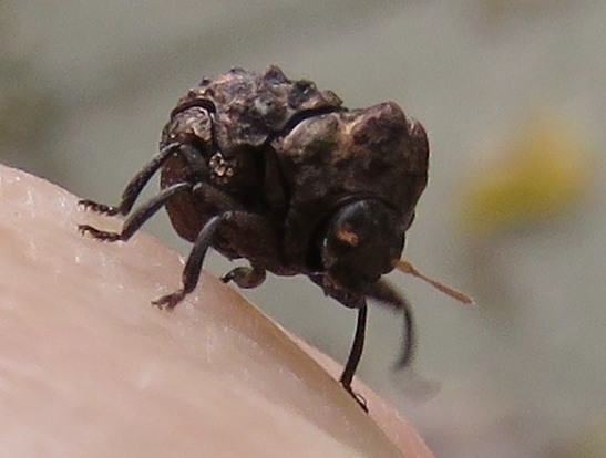 Diplacaspis