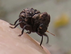 Diplacaspis prosternalis