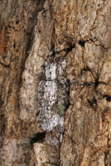 Leptostylus asperatus