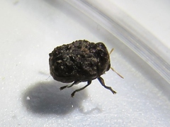 Diplacaspis prosternalis