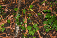 Ipomoea grandifolia