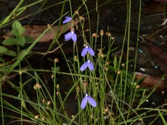 Utricularia leptoplectra