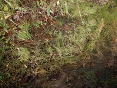 Utricularia leptoplectra