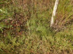 Utricularia leptoplectra