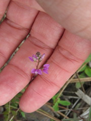 Polygala crenata