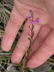 Polygala crenata